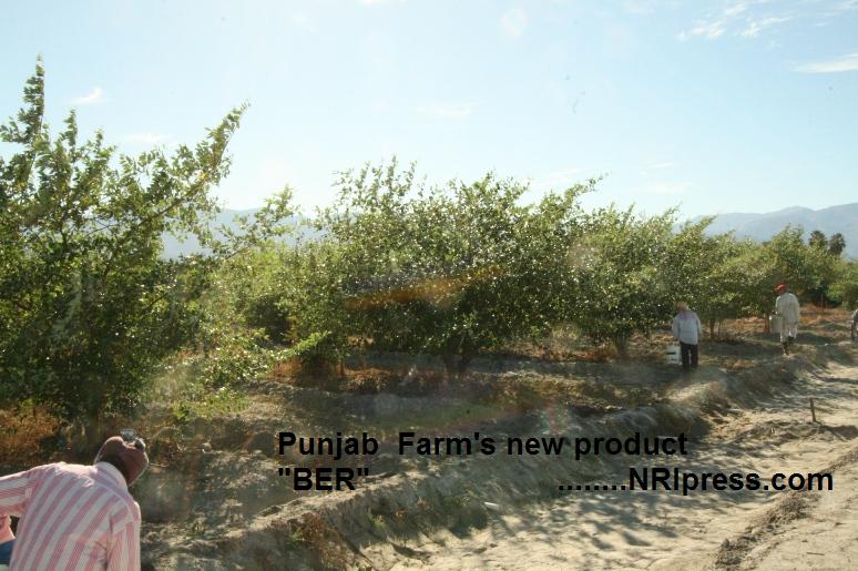 Punjab_Farm 012